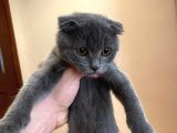 Safkan Scottish Fold Dişi