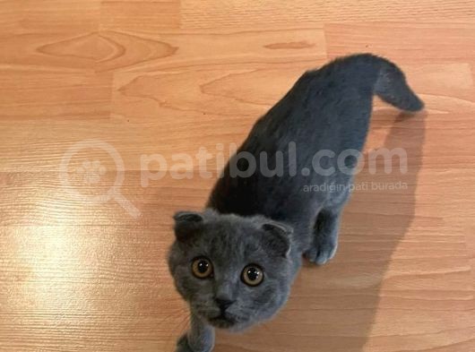 Safkan Scottish Fold Dişi görsel