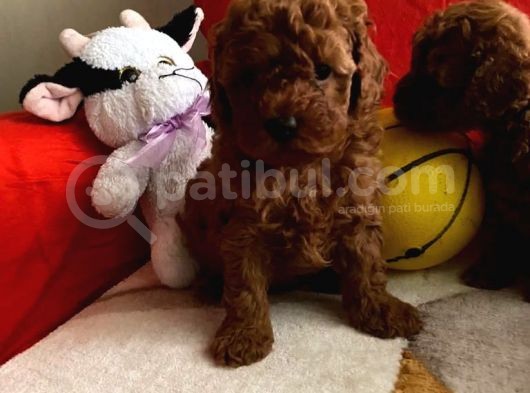 Safkan Toy Poodle Yavrularımız
