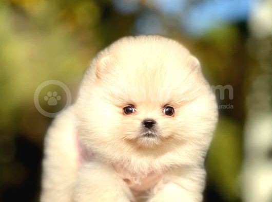 Safkan Pomeranian Boo Yavrularımız görsel