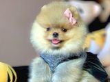 Safkan Pomeranian Boo Yavrularımız