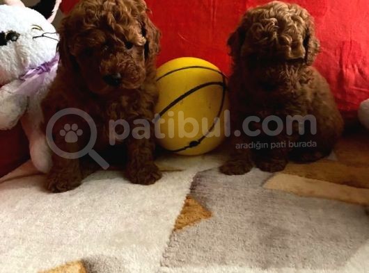 Safkan Toy Poodle Yavrularımız görsel