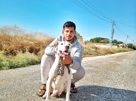 A Kali̇te Dogo Argenti̇no Yavruları görsel