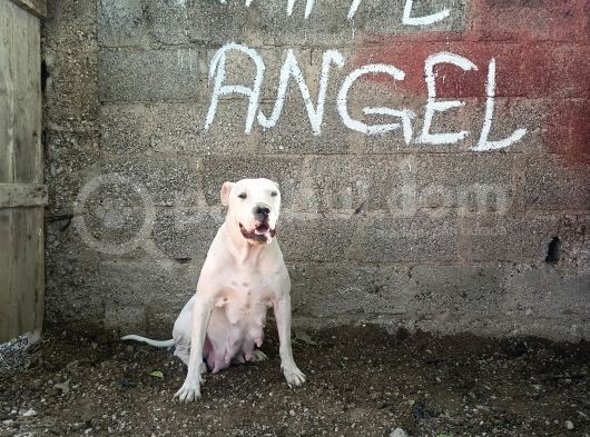 A Kali̇te Dogo Argenti̇no Yavruları görsel