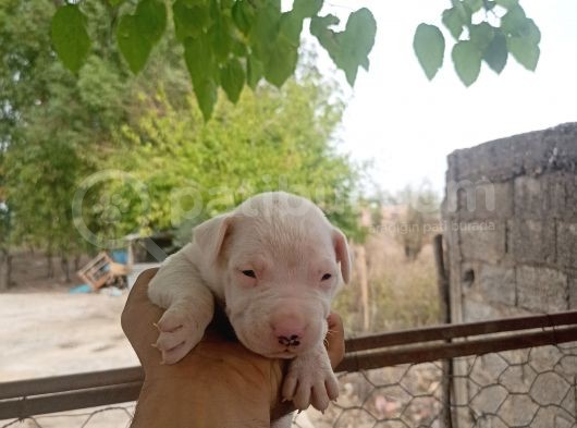 A Kali̇te Dogo Argenti̇no Yavruları