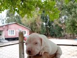 A Kali̇te Dogo Argenti̇no Yavruları