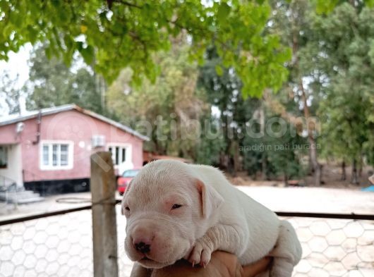 A Kali̇te Dogo Argenti̇no Yavruları görsel