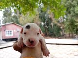 A Kali̇te Dogo Argenti̇no Yavruları