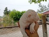 A Kali̇te Dogo Argenti̇no Yavruları