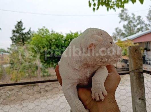 A Kali̇te Dogo Argenti̇no Yavruları görsel