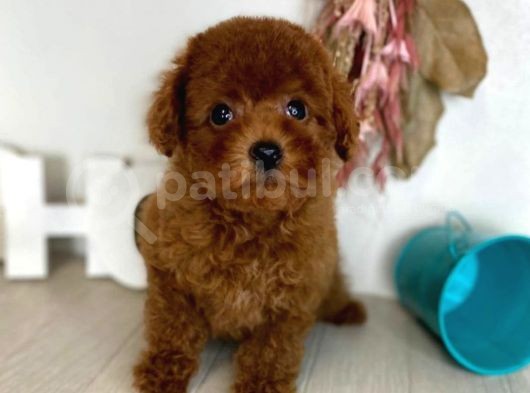 Safkan Red Brown Toy Poodle Yavrularimiz görsel