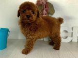 Red Brown Toy Poodle Yavrularimiz