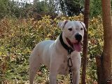 A Kali̇te Dogo Argenti̇no Yavruları