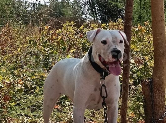 A Kali̇te Dogo Argenti̇no Yavruları görsel