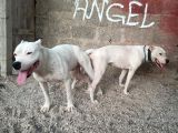 A Kali̇te Dogo Argenti̇no Yavruları