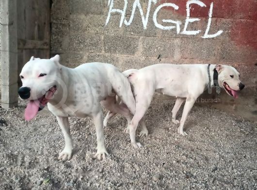 A Kali̇te Dogo Argenti̇no Yavruları görsel
