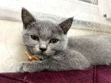 2 Aylık Dişi Ve 5.5 Aylık Erkek British Shorthair