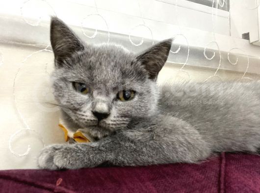 2 Aylık Dişi Ve 5.5 Aylık Erkek British Shorthair görsel