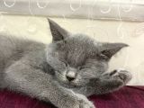2 Aylık Dişi Ve 5.5 Aylık Erkek British Shorthair