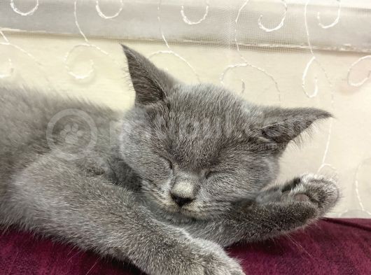 2 Aylık Dişi Ve 5.5 Aylık Erkek British Shorthair görsel