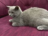 2 Aylık Dişi Ve 5.5 Aylık Erkek British Shorthair