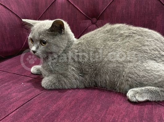 2 Aylık Dişi Ve 5.5 Aylık Erkek British Shorthair görsel