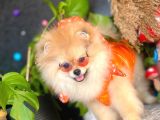 8 Aylik Erkek Ayi Surat Pomeranian Boo