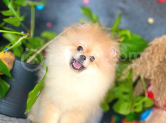 8 Aylik Erkek Ayi Surat Pomeranian Boo görsel