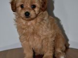 F2 Gerçek Maltipoo Yavrumuz