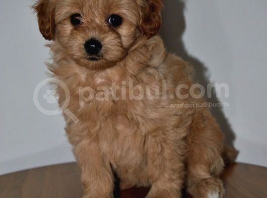 F2 Gerçek Maltipoo Yavrumuz görsel