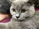 2 Aylık Dişi Ve 5.5 Aylık Erkek British Shorthair