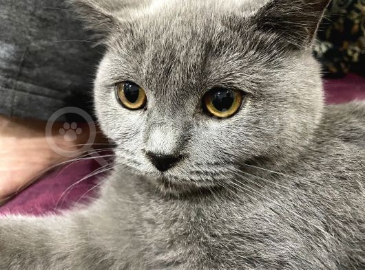 2 Aylık Dişi Ve 5.5 Aylık Erkek British Shorthair görsel