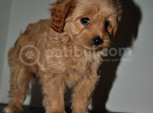 F2 Gerçek Maltipoo Yavrumuz görsel