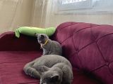 2 Aylık Dişi Ve 5.5 Aylık Erkek British Shorthair
