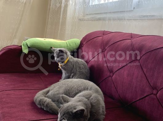 2 Aylık Dişi Ve 5.5 Aylık Erkek British Shorthair görsel