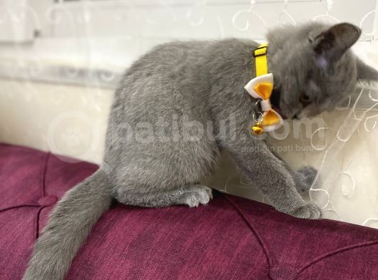 2 Aylık Dişi Ve 5.5 Aylık Erkek British Shorthair