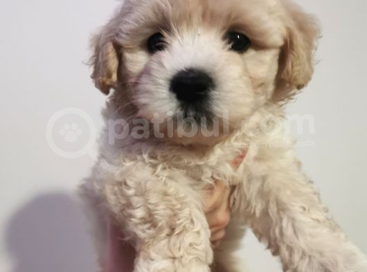 İpeksi Tüy Yapısına Sahip Maltipoo Bebeğim görsel
