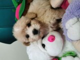 Küçük Maltipoo Bebeklerim