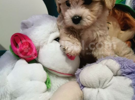 Küçük Maltipoo Bebeklerim görsel