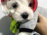 Orjınal Maltese Terrier