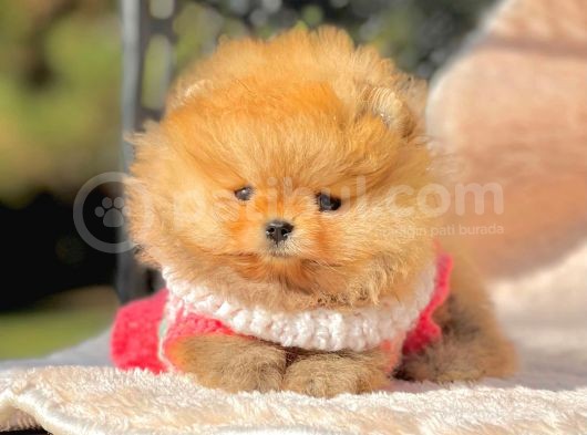 Safkan Pomeranian Boo Yavrularımız görsel
