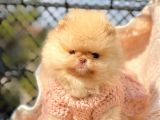 Safkan Pomeranian Boo Yavrularımız
