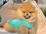 Safkan Pomeranian Boo Yavrularımız