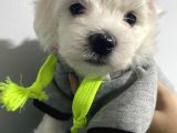 Orjınal Maltese Terrier