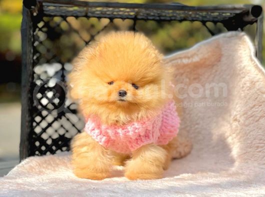Safkan Pomeranian Boo Yavrularımız