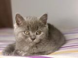 British Shorthair Yavruları