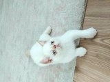 6 Aylık Erkek Exotik Damızlık Oyuncu Tırmalama Tıslama Bilmez Uysal
