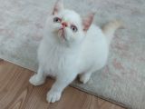 6 Aylık Erkek Exotik Damızlık Oyuncu Tırmalama Tıslama Bilmez Uysal