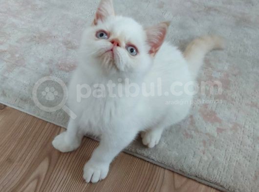 6 Aylık Erkek Exotik Damızlık Oyuncu Tırmalama Tıslama Bilmez Uysal görsel