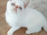 6 Aylık Erkek Exotik Damızlık Oyuncu Tırmalama Tıslama Bilmez Uysal